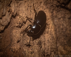 Hydissus feronioides