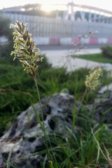 Koeleria eriostachya