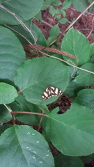 Psychostrophia melanargia