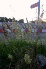 Koeleria eriostachya