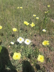Papaver nudicaule