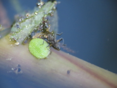 Microvelia pulchella