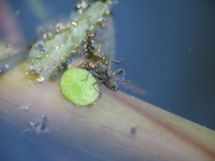 Microvelia pulchella