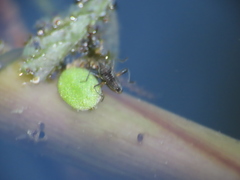 Microvelia pulchella