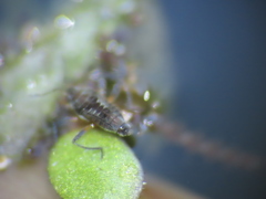 Microvelia pulchella