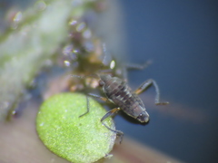 Microvelia pulchella