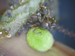 Microvelia pulchella