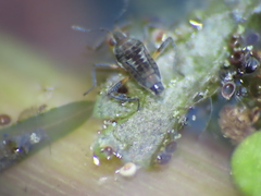 Microvelia pulchella