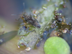 Microvelia pulchella