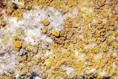 Flavoplaca citrina