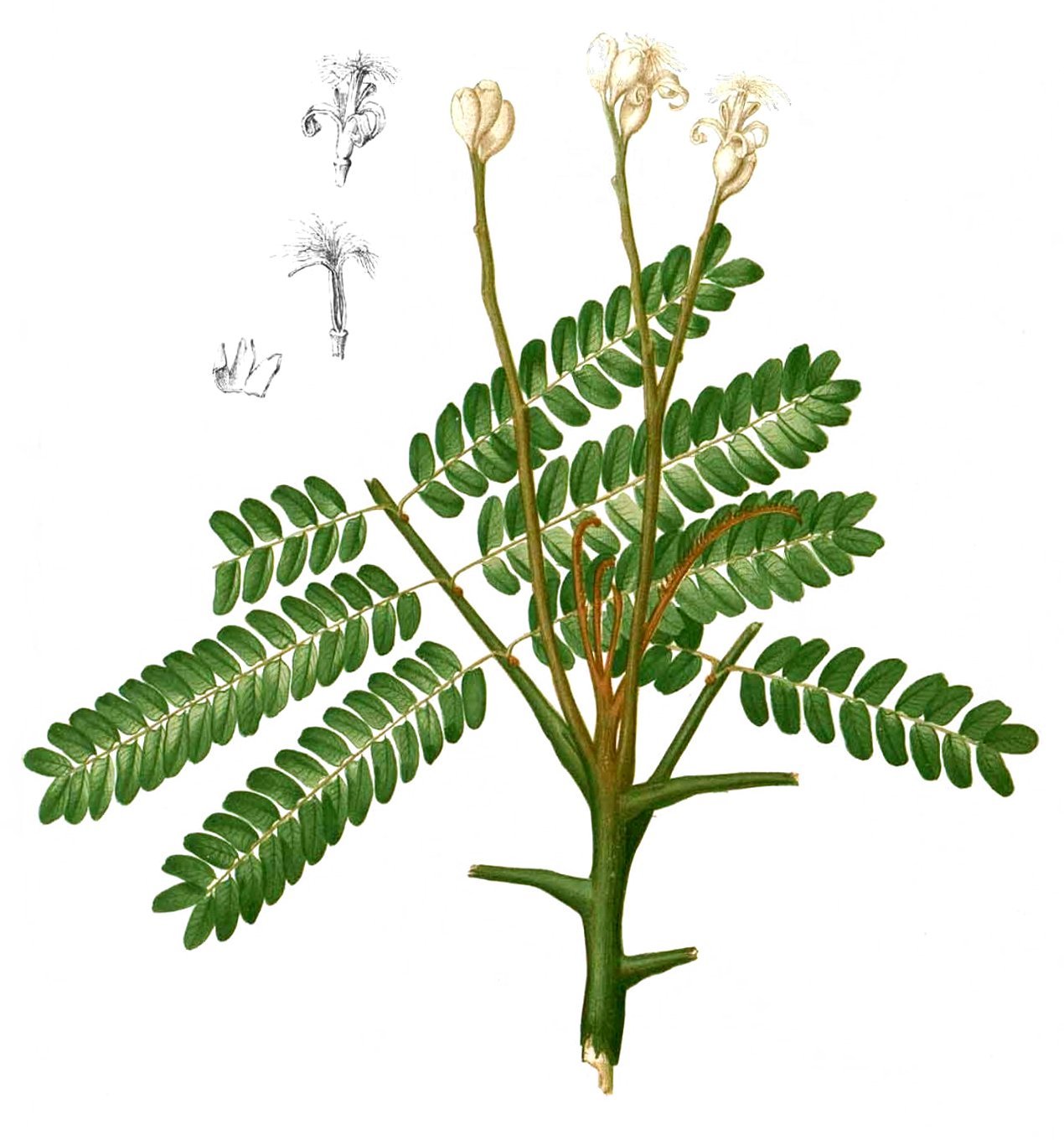 Serianthes