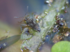 Microvelia pulchella