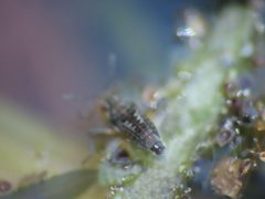 Microvelia pulchella