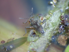 Microvelia pulchella