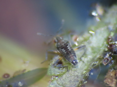 Microvelia pulchella