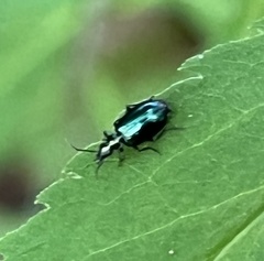 Lebia viridis