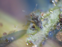Microvelia pulchella