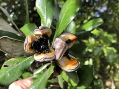 Pittosporum crassifolium