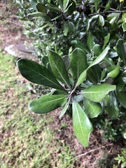 Pittosporum crassifolium
