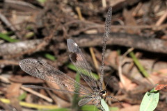 Glenoleon meteoricus