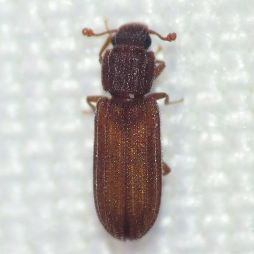 Bitoma gracilis
