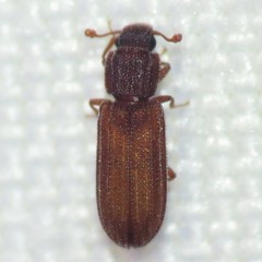 Bitoma gracilis