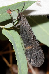 Glenoleon meteoricus