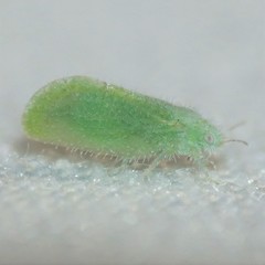 Aphalaroida spinifera