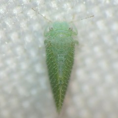 Aphalaroida spinifera