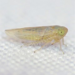 Neoaliturus tenellus