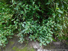 Jaltomata viridiflora