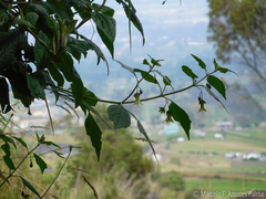 Jaltomata viridiflora