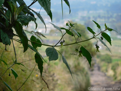 Jaltomata viridiflora