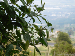 Jaltomata viridiflora