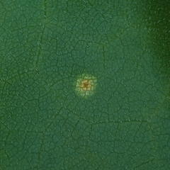 Puccinia silphii
