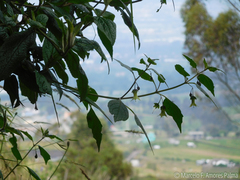 Jaltomata viridiflora