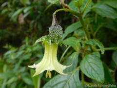 Jaltomata viridiflora