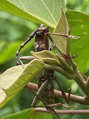 Pseudaeolesthes chrysothrix chrysothrix