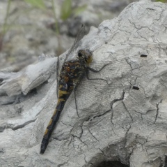 Leucorrhinia borealis