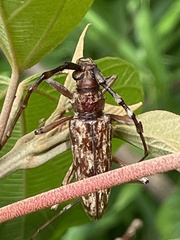 Pseudaeolesthes chrysothrix chrysothrix