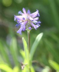 Penstemon