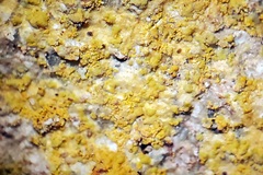 Flavoplaca citrina