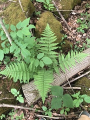 Dryopteris × triploidea