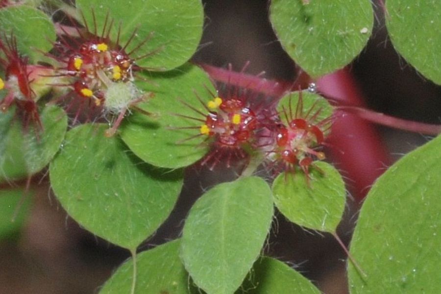 Euphorbia adiantoides