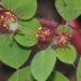 Euphorbia adiantoides - Photo (c) Dale Lee Denham-Logsdon, μερικά δικαιώματα διατηρούνται (CC BY-NC), uploaded by Dale Lee Denham-Logsdon