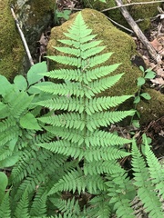 Dryopteris × triploidea