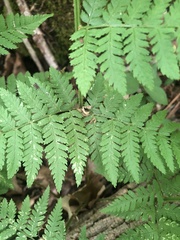 Dryopteris × triploidea