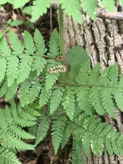 Dryopteris × triploidea