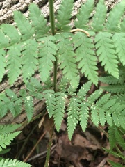 Dryopteris × triploidea