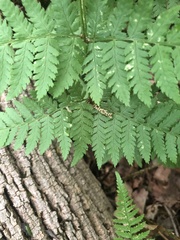 Dryopteris × triploidea